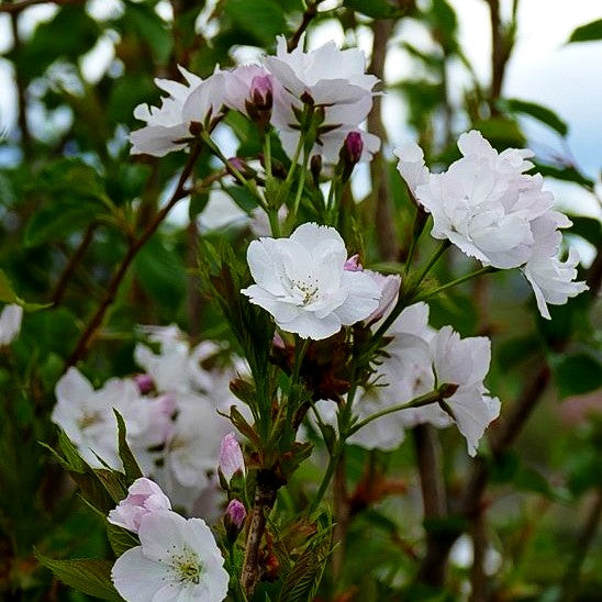 Säulen-Zier-Kirsche 'Amanogawa' (Prunus serrulata)
