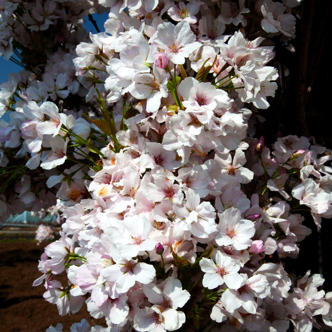 Säulen-Zier-Kirsche 'Amanogawa' (Prunus serrulata)