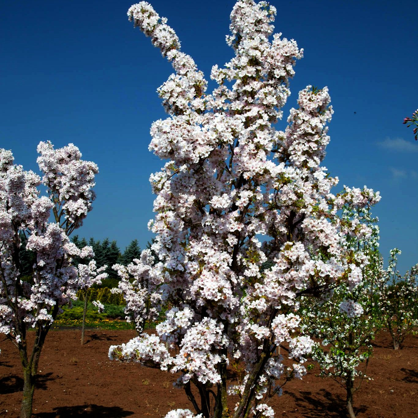 Säulen-Zier-Kirsche 'Amanogawa' (Prunus serrulata)
