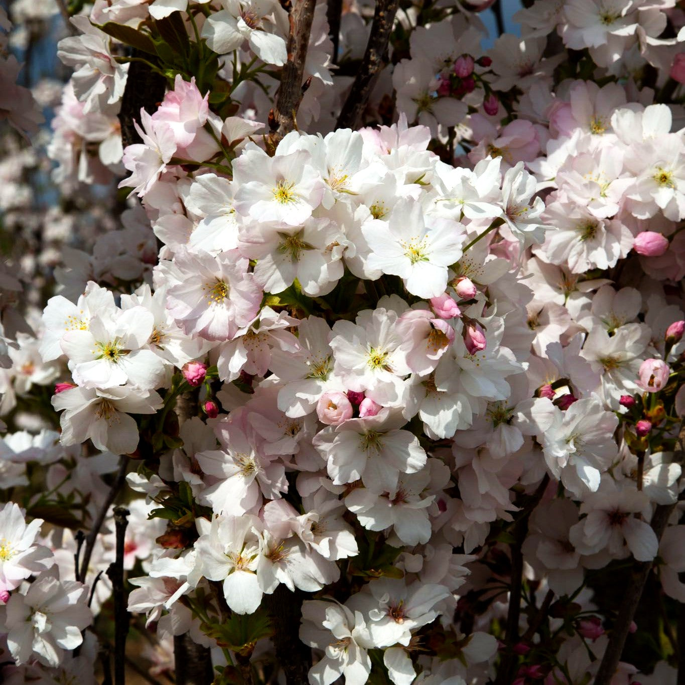 Säulen-Zier-Kirsche 'Amanogawa' (Prunus serrulata)