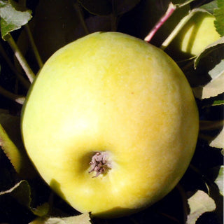 Säulenapfel 'Cactus' (Malus)