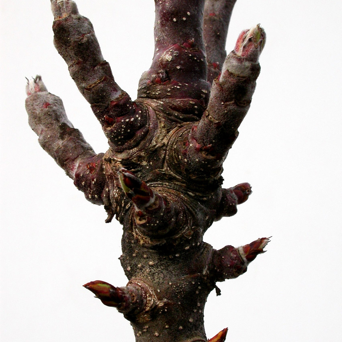 Säulenapfel 'Cactus' (Malus)