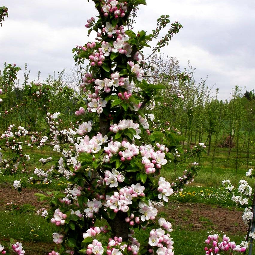 Säulenapfel 'Cactus' (Malus)