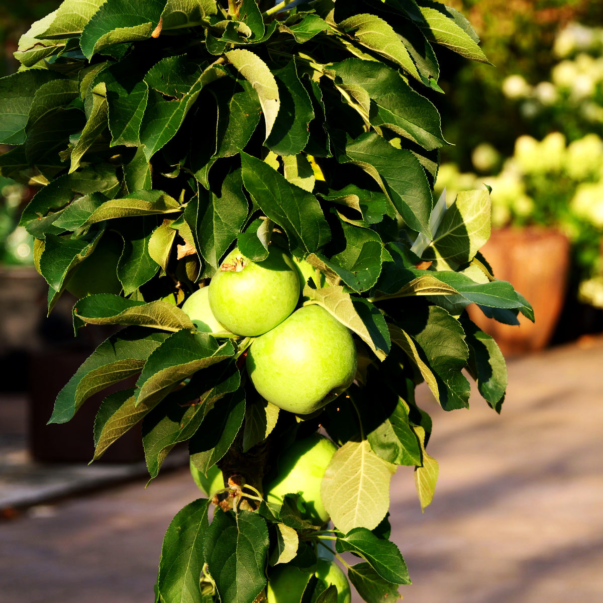 Säulenapfel 'Cactus' (Malus)