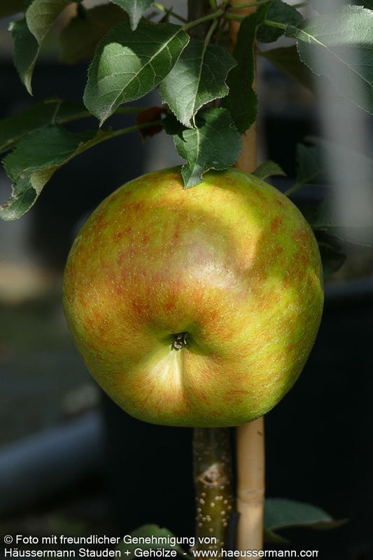 Säulenapfel 'Rondo' (Malus)