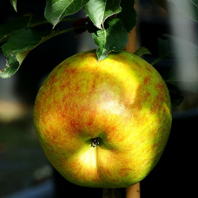 Säulenapfel 'Rondo' (Malus)