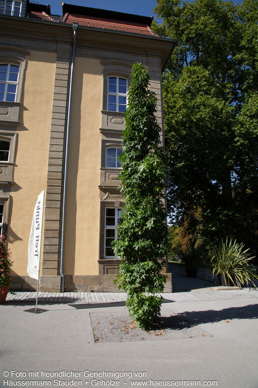 Säulenförmiger Amberbaum 'Slender Silhouette' (Liquidambar styr.)