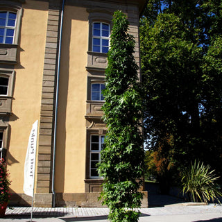 Säulenförmiger Amberbaum 'Slender Silhouette' (Liquidambar styr.)