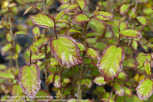 Säulenförmiger Eisenholzbaum 'Persian Spire' (Parrotia persica)