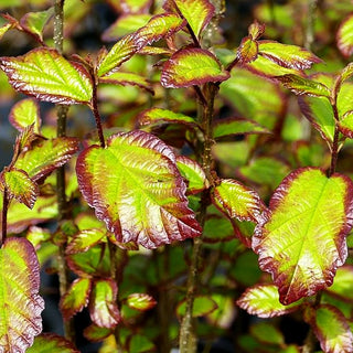 Säulenförmiger Eisenholzbaum 'Persian Spire' (Parrotia persica)