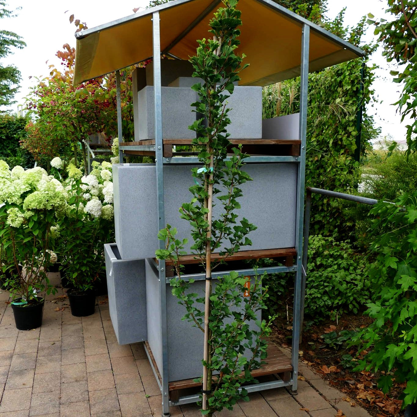 Säulenförmiger Fächerblattbaum 'Menhir' (Ginkgo biloba)