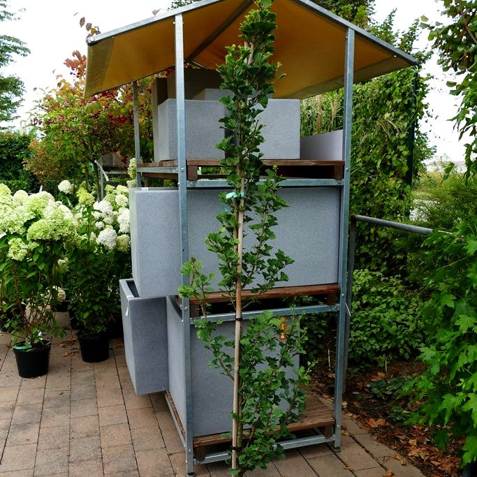 Säulenförmiger Fächerblattbaum 'Menhir' (Ginkgo biloba)
