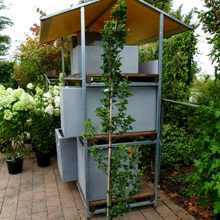 Säulenförmiger Fächerblattbaum 'Menhir' (Ginkgo biloba)