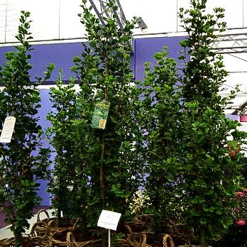 Säulenförmiger Fächerblattbaum 'Menhir' (Ginkgo biloba)