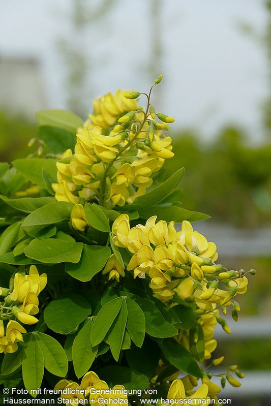 Säulenförmiger Goldregen 'Sunspire' (Laburnum anagyroides)