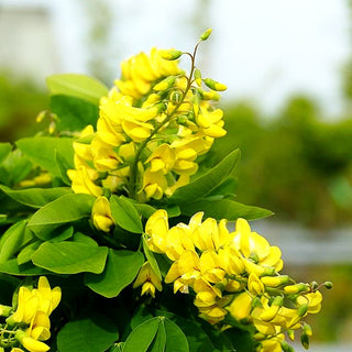 Säulenförmiger Goldregen 'Sunspire' (Laburnum anagyroides)