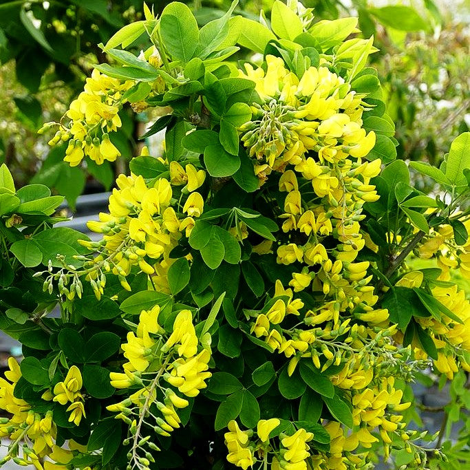 Säulenförmiger Goldregen 'Sunspire' (Laburnum anagyroides)