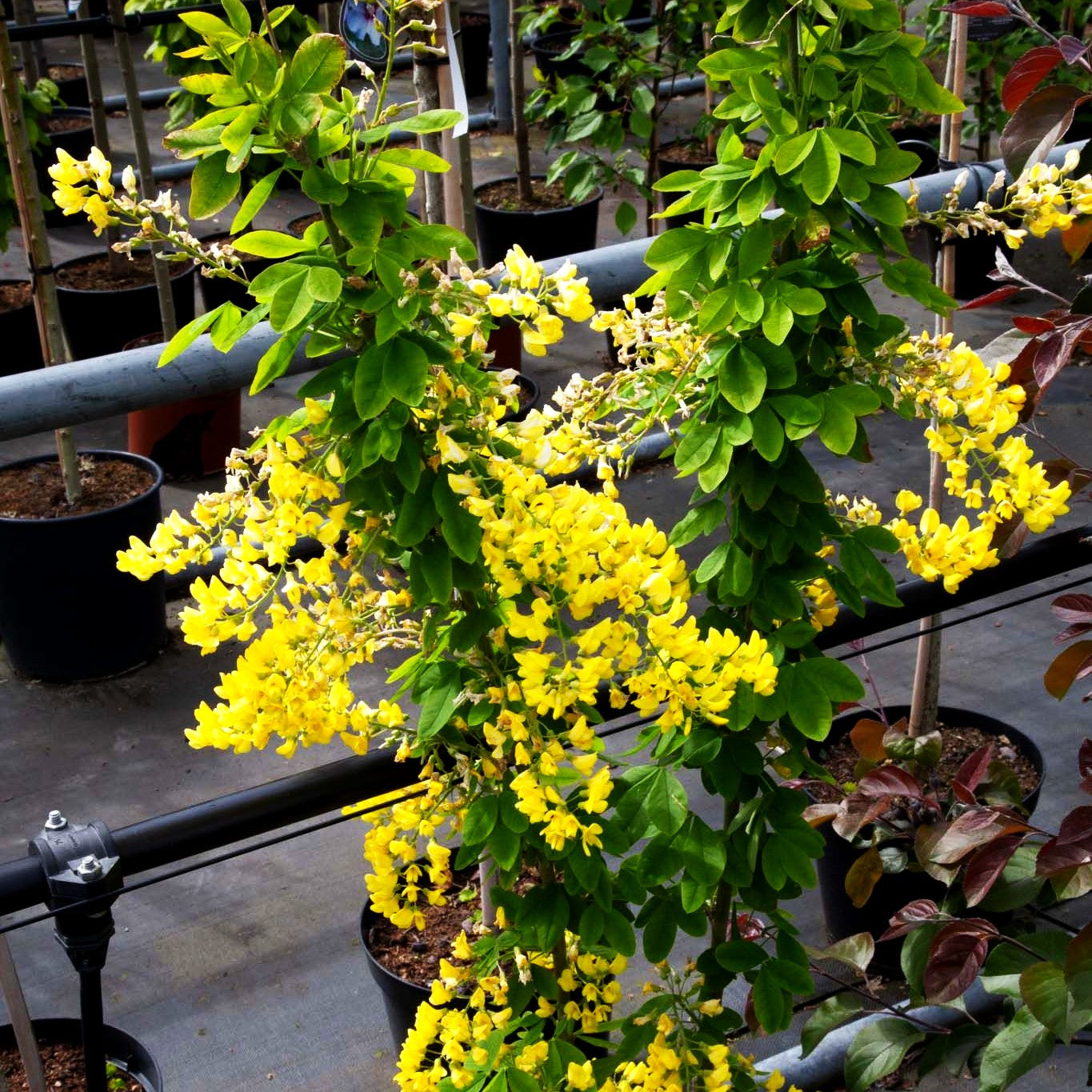 Säulenförmiger Goldregen 'Sunspire' (Laburnum anagyroides)