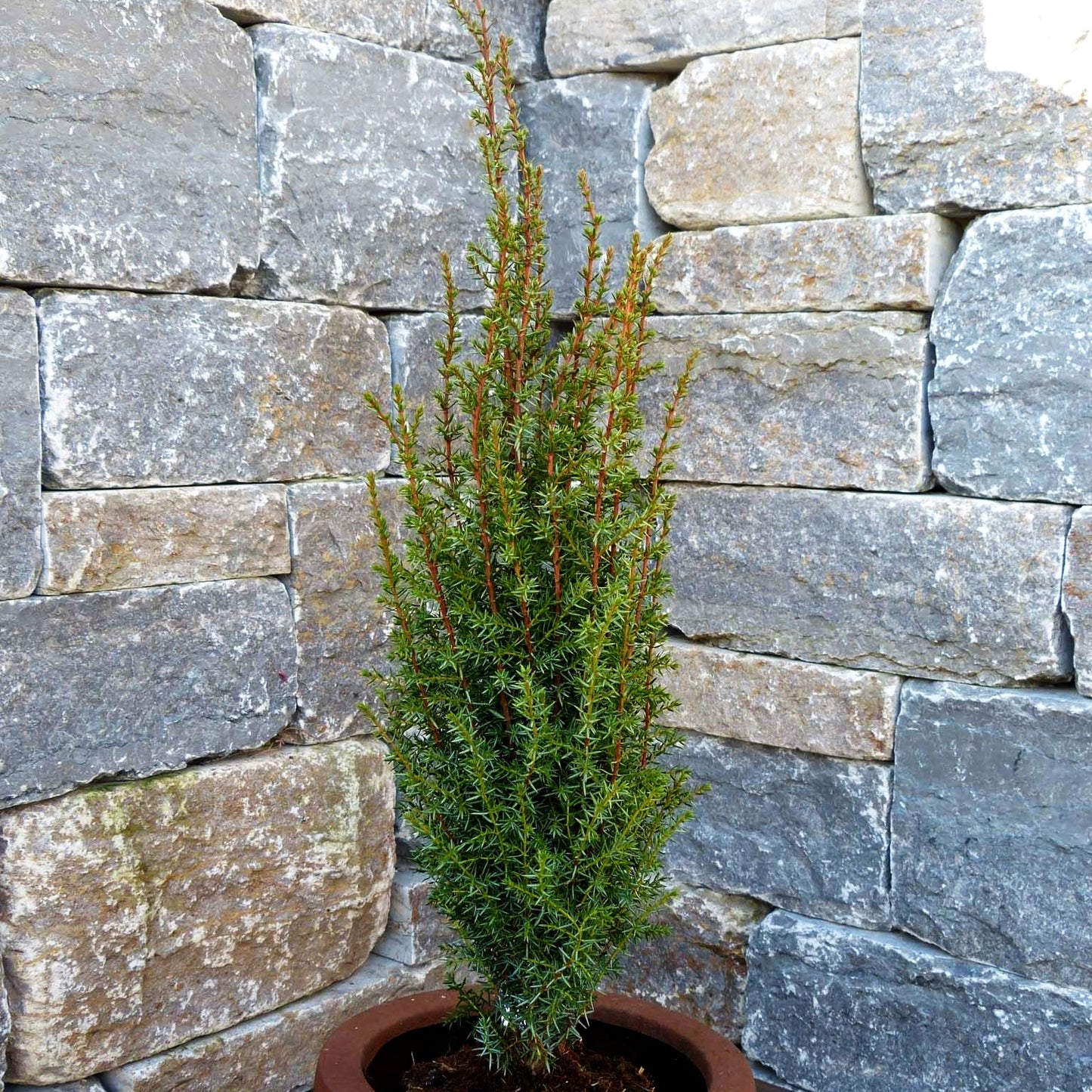 Säulenförmiger Heide-Wacholder 'Arnold' (Juniperus com.)