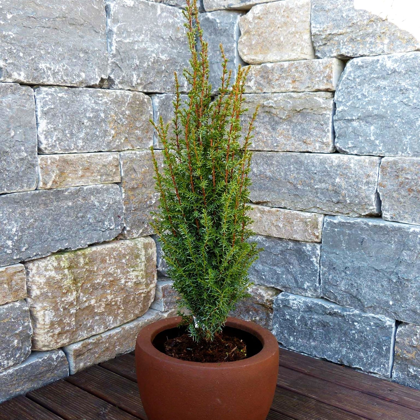 Säulenförmiger Heide-Wacholder 'Arnold' (Juniperus com.)