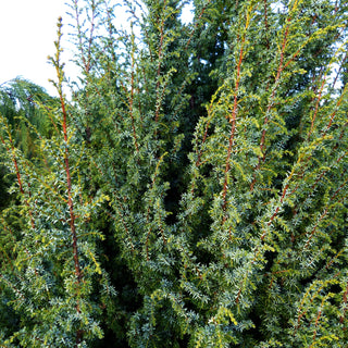 Säulenförmiger Heide-Wacholder 'Meyer' (Juniperus com.)