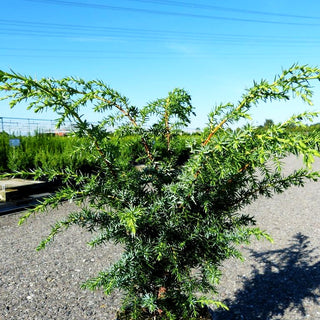 Säulenförmiger Heide-Wacholder 'Meyer' (Juniperus com.)