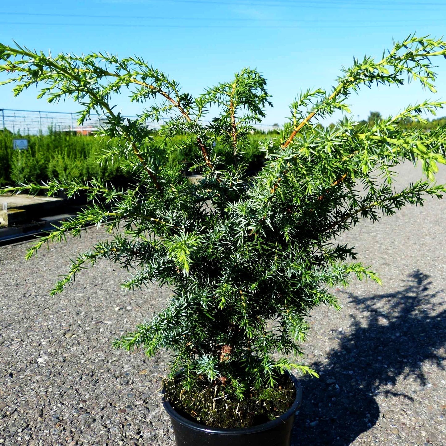 Säulenförmiger Heide-Wacholder 'Meyer' (Juniperus com.)