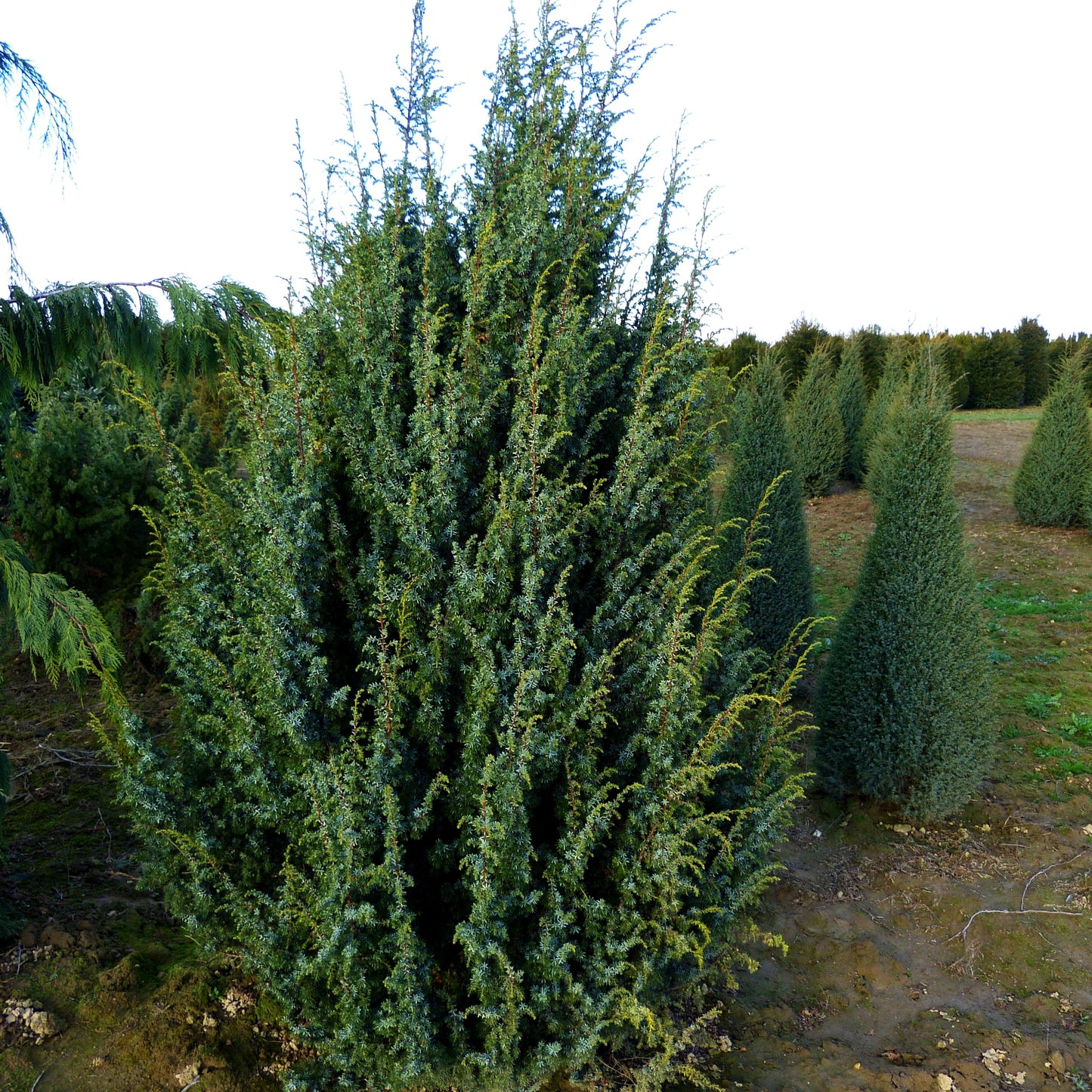 Säulenförmiger Heide-Wacholder 'Meyer' (Juniperus com.)