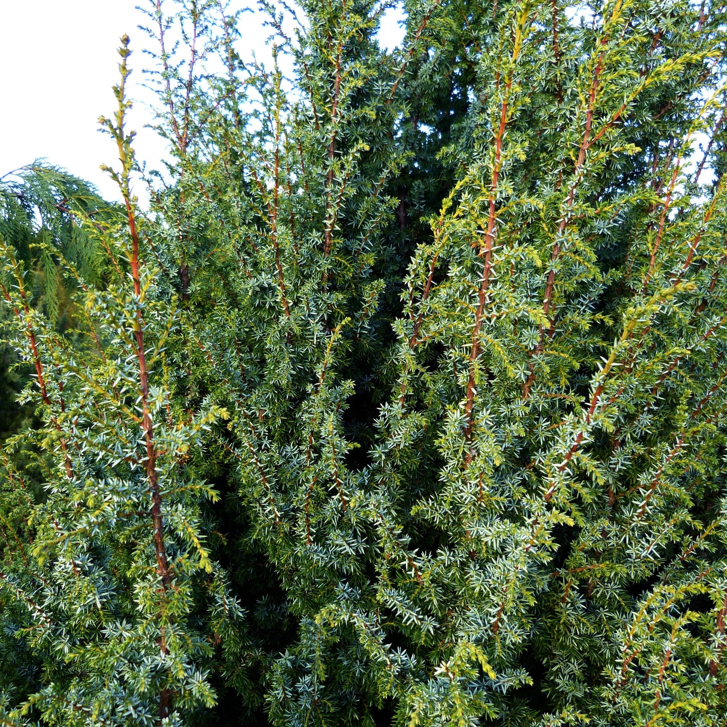 Säulenförmiger Heide-Wacholder 'Meyer' (Juniperus com.)