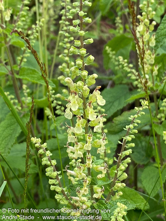 Salbei-Gamander (Teucrium scorodonia)
