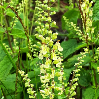 Salbei-Gamander (Teucrium scorodonia)