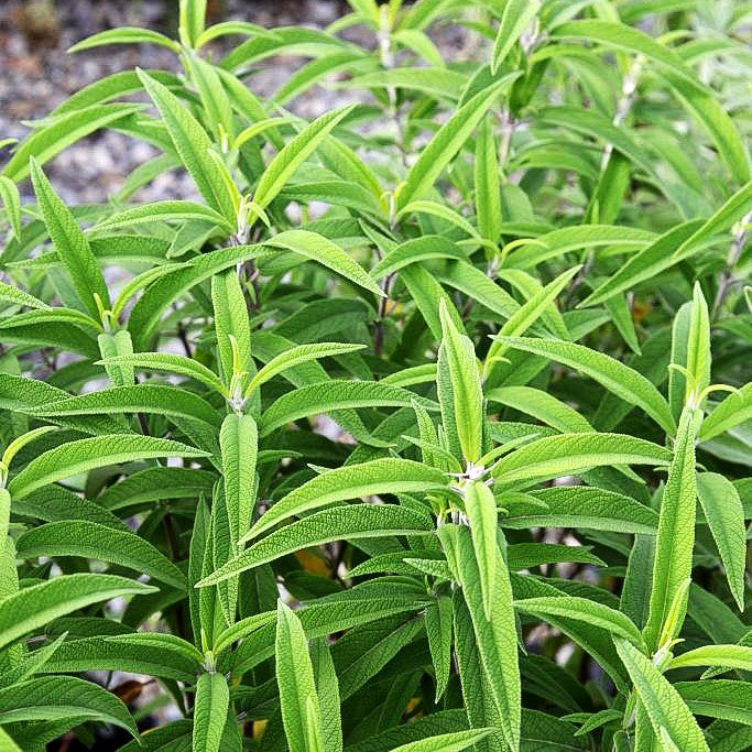 Samt-Salbei (Salvia leucantha)