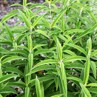 Samt-Salbei (Salvia leucantha)