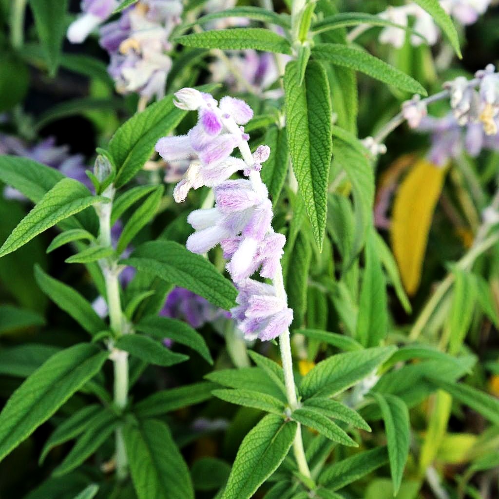 Samt-Salbei (Salvia leucantha)