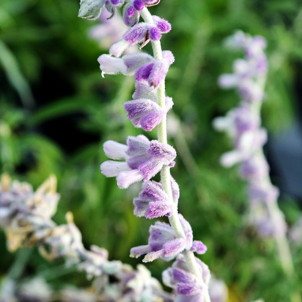 Samt-Salbei (Salvia leucantha)