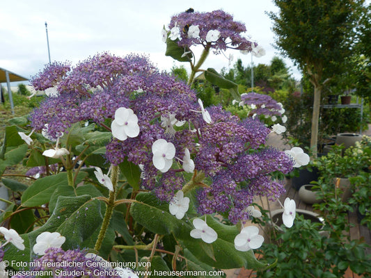 Samtblatt-Hortensie (Hydrangea sargentiana)
