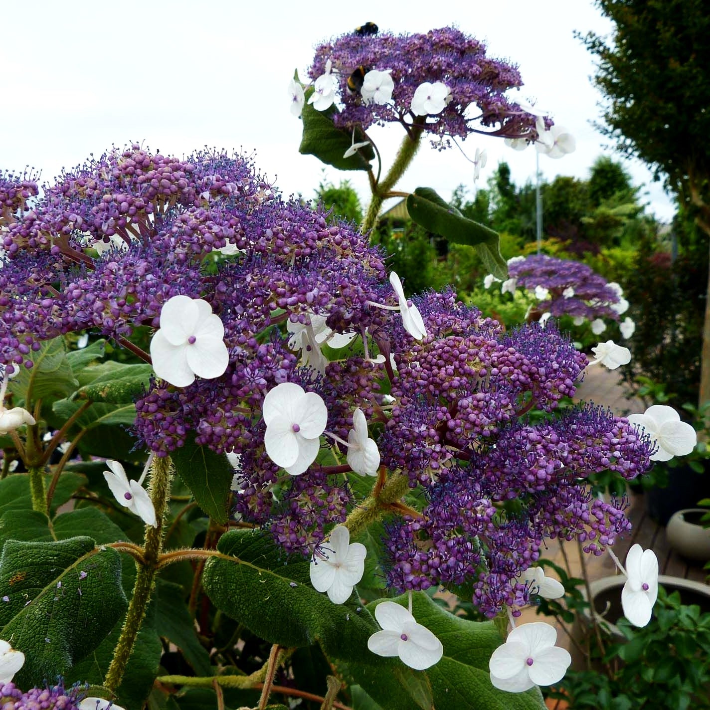 Samtblatt-Hortensie (Hydrangea sargentiana)