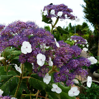 Samtblatt-Hortensie (Hydrangea sargentiana)