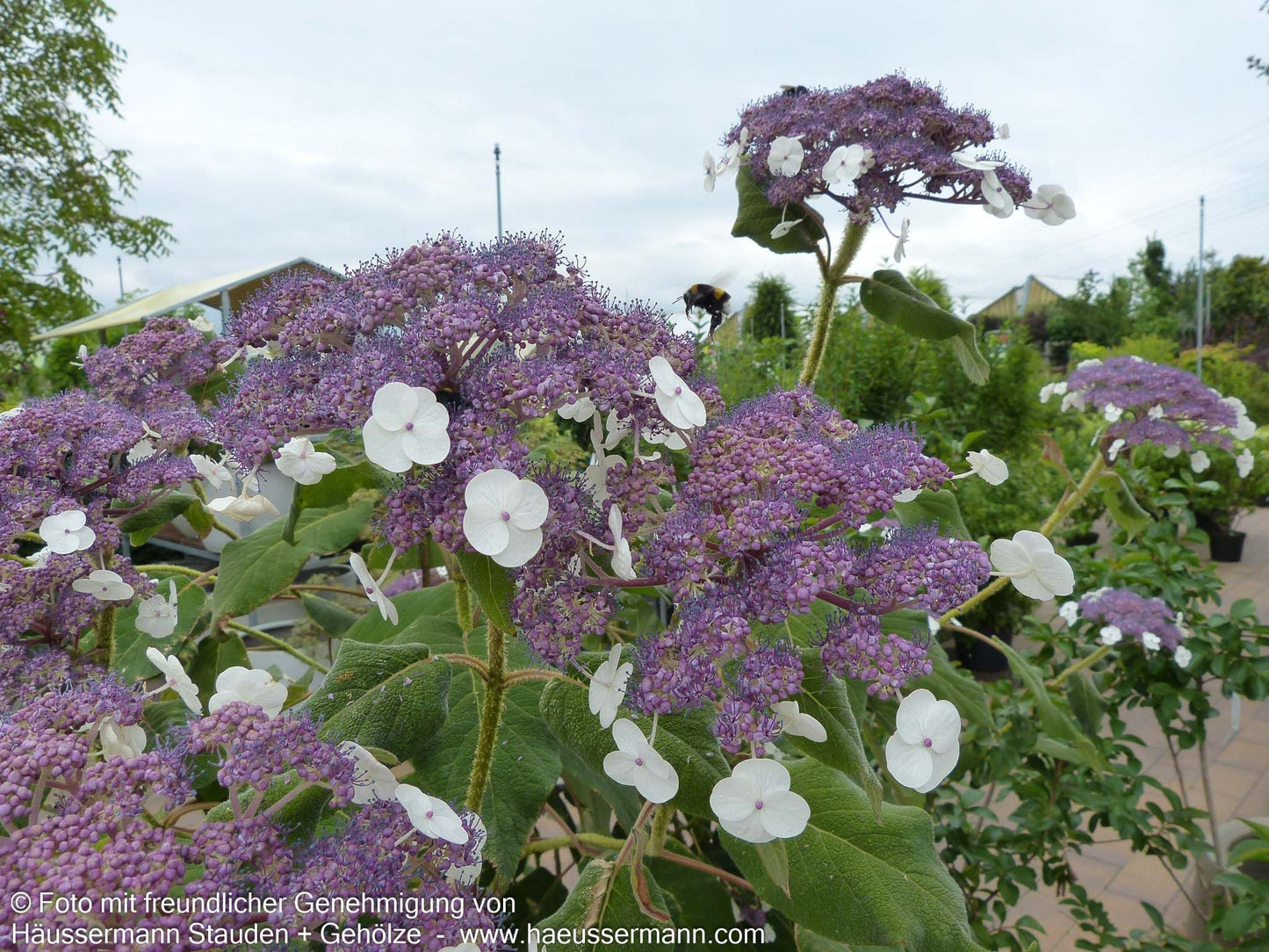 Samtblatt-Hortensie (Hydrangea sargentiana)