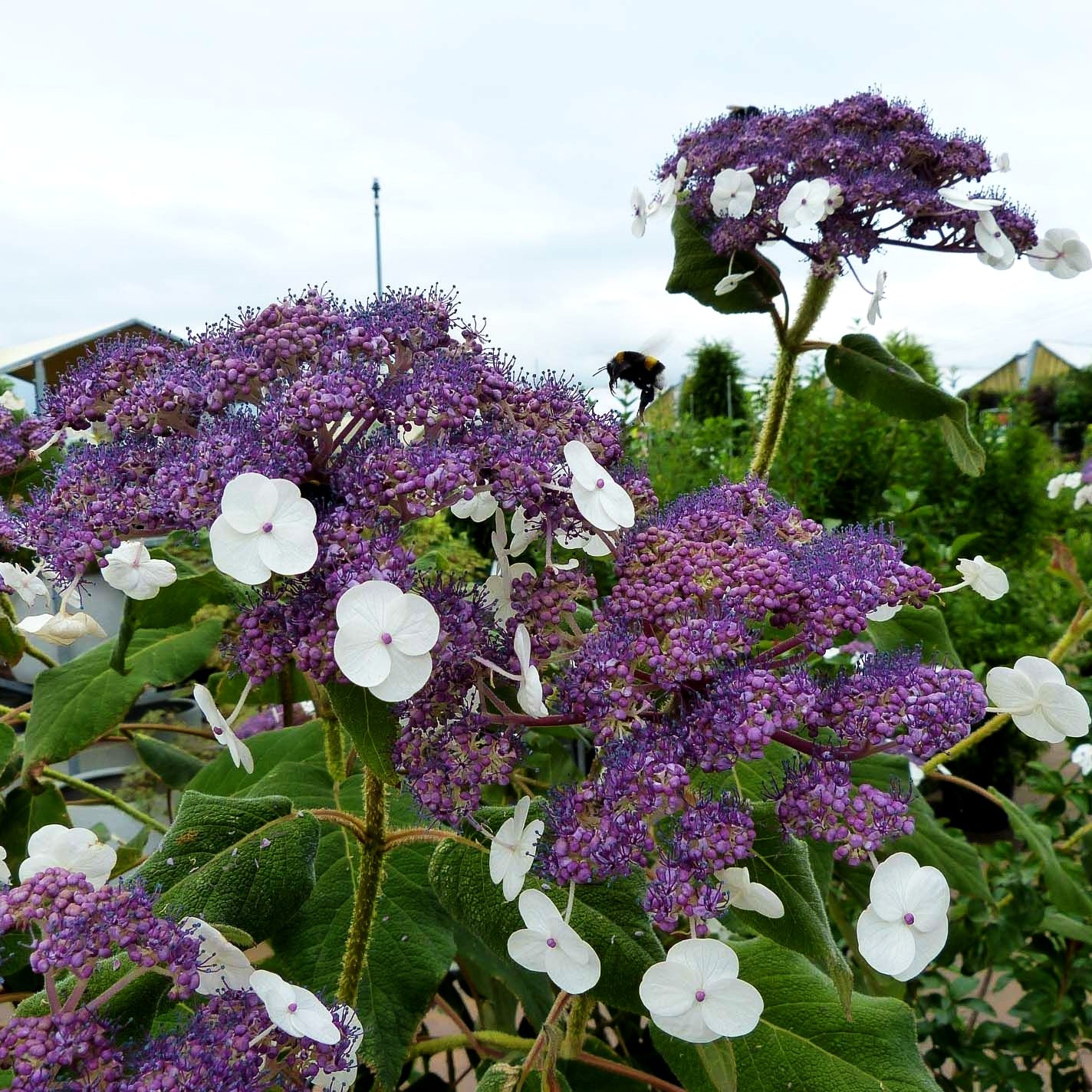 Samtblatt-Hortensie (Hydrangea sargentiana)