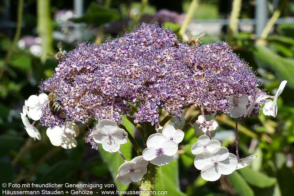Samtblatt-Hortensie (Hydrangea sargentiana)