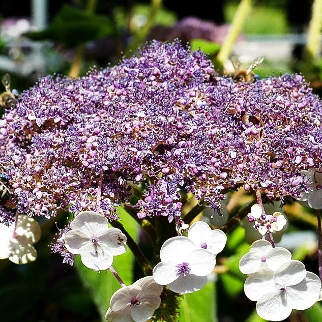 Samtblatt-Hortensie (Hydrangea sargentiana)