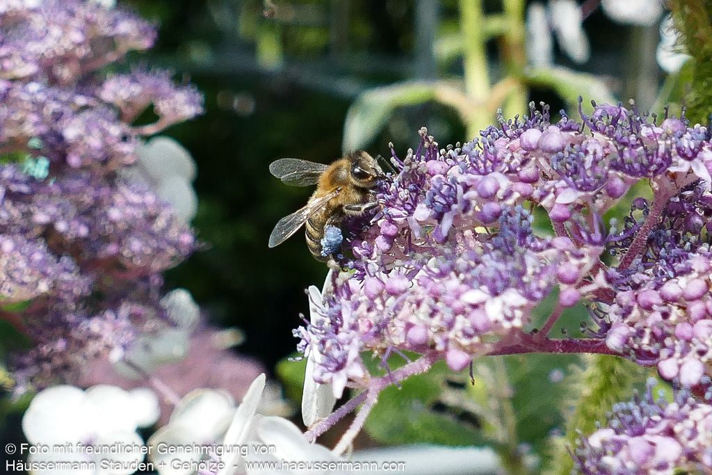 Samtblatt-Hortensie (Hydrangea sargentiana)