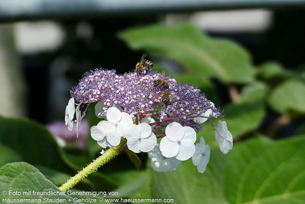 Samtblatt-Hortensie (Hydrangea sargentiana)