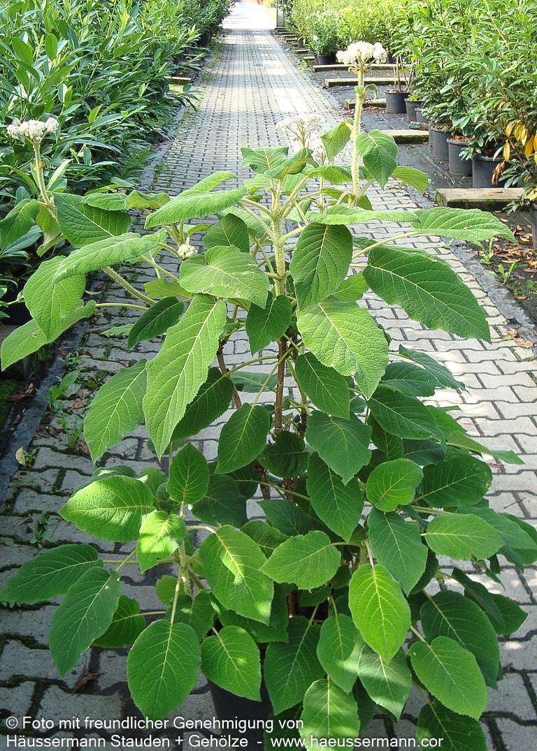 Samtblatt-Hortensie (Hydrangea sargentiana)
