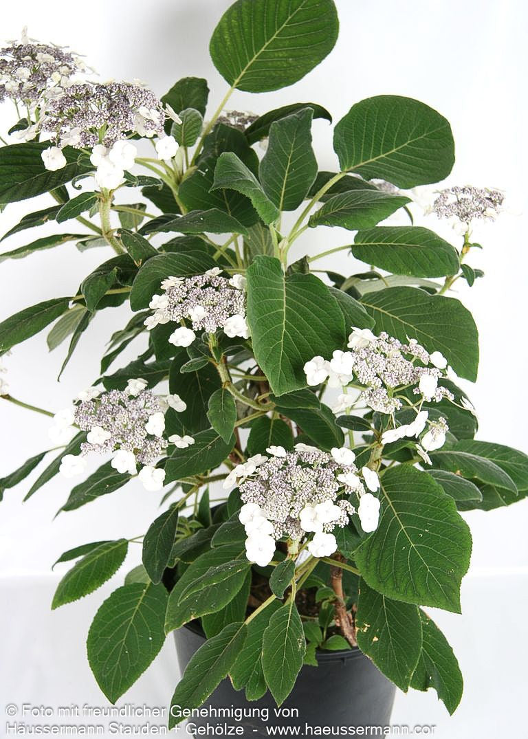 Samtblatt-Hortensie (Hydrangea sargentiana)