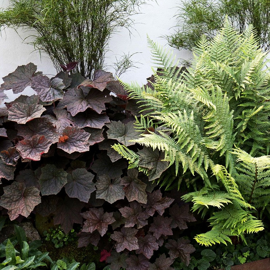 Samthaariges Silberglöckchen 'Brownies' (Heuchera villosa)