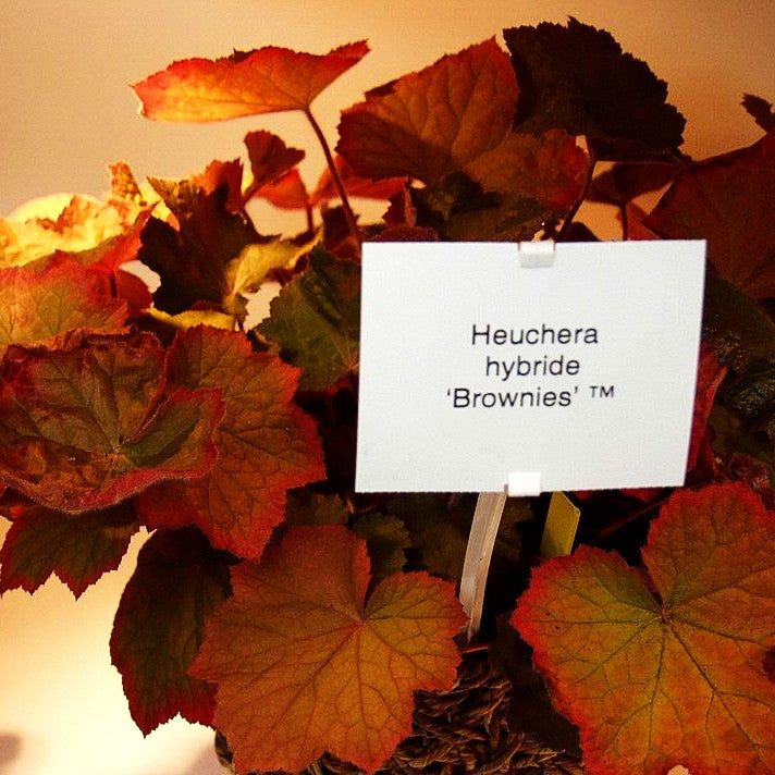 Samthaariges Silberglöckchen 'Brownies' (Heuchera villosa)