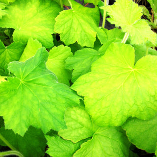 Samthaariges Silberglöckchen (Heuchera villosa var.macrorrhiza)