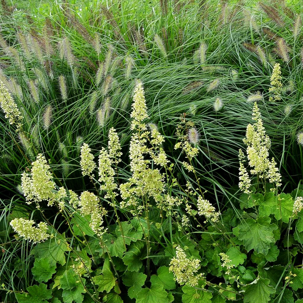 Samthaariges Silberglöckchen (Heuchera villosa var.macrorrhiza)
